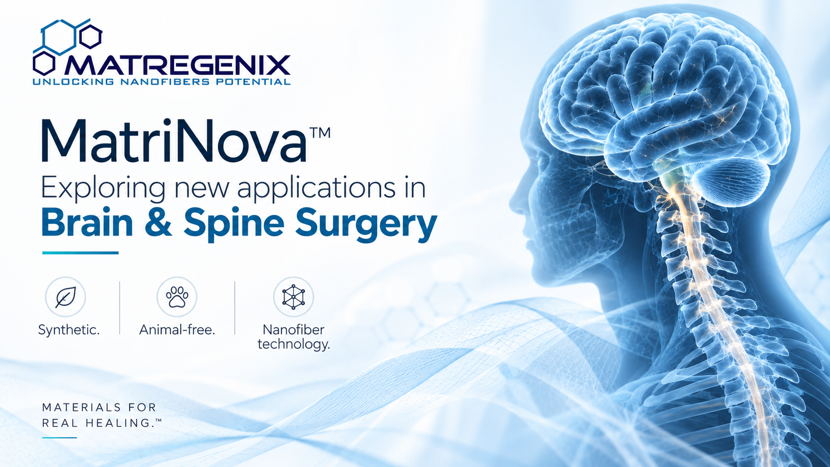 spine